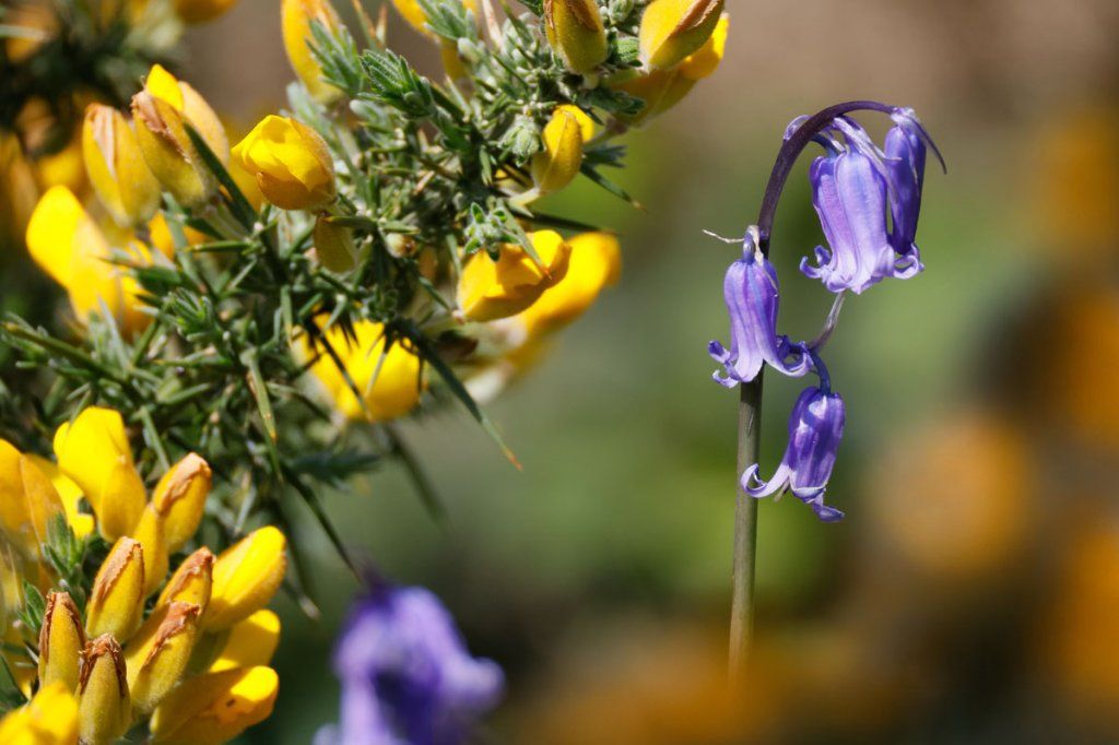 Jacinthe des bois et ajonc en fleurs