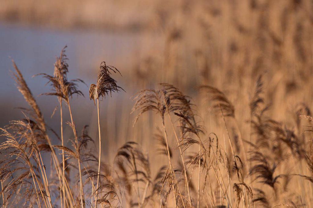Bruant des roseaux immature